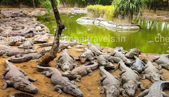 Madras Crocodile Park Madras crocodile park in chennai ECR