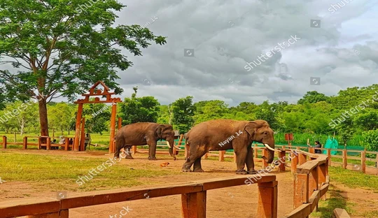 Dubare Elephant Camp 2 Nights and 3 Days Coorg Tour Package