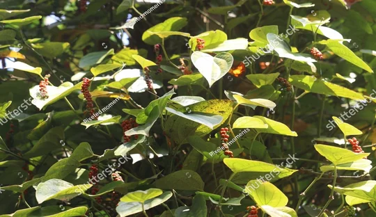 Pepper plantation in coorg Coorg 3 days Trip from Chennai