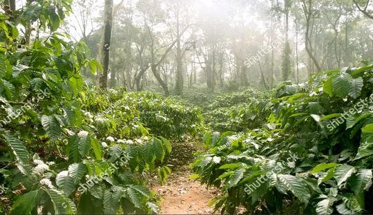 Coffee Plantation in Coorg Chennai to Coorg Tour Package