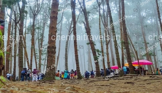 Pine Forest Kodaikanal Pine Forest kodaikanal