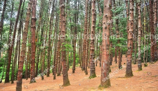 Ooty Weekend Trip from Coimbatore