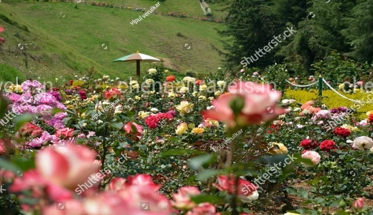 Ooty Sightseeing trip
