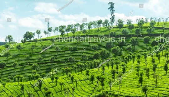 Tea Garden in ooty